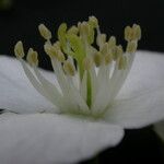 Philadelphus tomentosus Flower