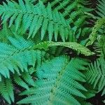 Dryopteris pseudofilix-mas List