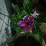 Catharanthus roseusFlor