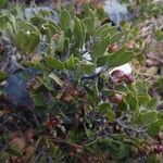 Arctostaphylos pungens Vivejo