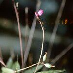 Domingoa purpurea 花