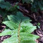 Dryopteris carthusiana برگ