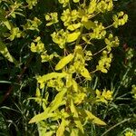 Euphorbia esula Other