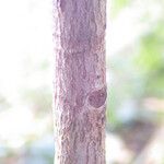 Mimusops petiolaris 树皮