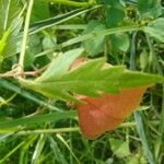 Cardiospermum halicacabum Blatt