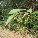 Solanum paniculatum Φρούτο