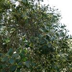 Phillyrea latifolia Агульны выгляд