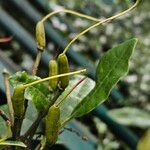 Rhododendron ponticum Frucht