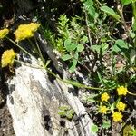 Bupleurum ranunculoides Habit