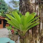 Catopsis sessiliflora Leaf