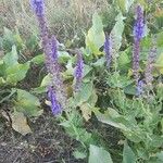 Salvia verbenacaFlors