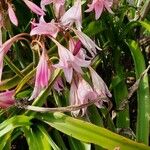 Crinum bulbispermum Habit