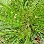 Festuca heterophylla Hoja