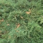 Juniperus horizontalis Feuille