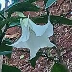 Brugmansia suaveolens Blomst