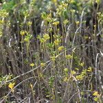 Batis maritima Habit