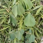 Crotalaria incana 整株植物