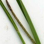 Carex microcarpa Corteza