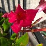 Mandevilla sanderi Flower