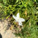 Jasminum grandiflorum 花