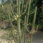 Euphorbia neriifolia Corteza