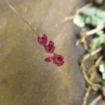 Bulbophyllum sanfordii Flower