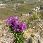 Centaurea nervosa Flower