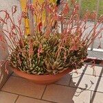 Echeveria × gilva Floro