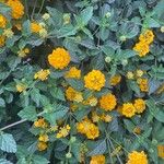 Lantana camaraBlomma