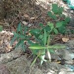 Phillyrea angustifolia Yaprak