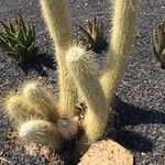 Cleistocactus hyalacanthus Liść