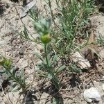 Helianthemum ledifolium Leaf