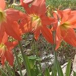 Hippeastrum puniceum Floare