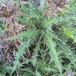 Carthamus arborescens Hoja
