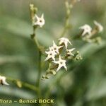 Ceballosia fruticosa Fula