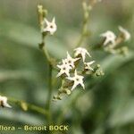 Ceballosia fruticosa Flor