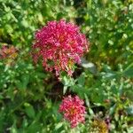 Valeriana lecoqii Flower