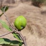 Cordia myxa 果實