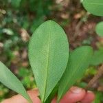 Erythroxylum havanense Leaf