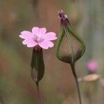 Vaccaria hispanica 花