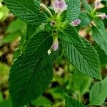 Galeopsis tetrahit Flor