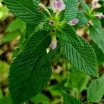 Galeopsis tetrahit Flower