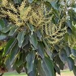 Oreopanax nymphaeifolius Flor