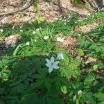 Anemone nemorosaFlower