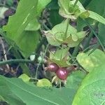 Leycesteria formosa Frucht