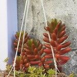 Sedum × rubrotinctum List