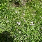Cardamine crassifolia Habit