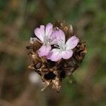 Petrorhagia prolifera Flower