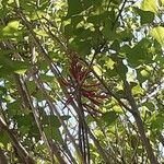 Erythrina herbacea Цвят