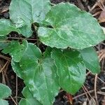 Epimedium perralderianum Blad